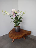 Live Edge Plant Stand | Solid Wood Planter Stand | Rustic Plant Display