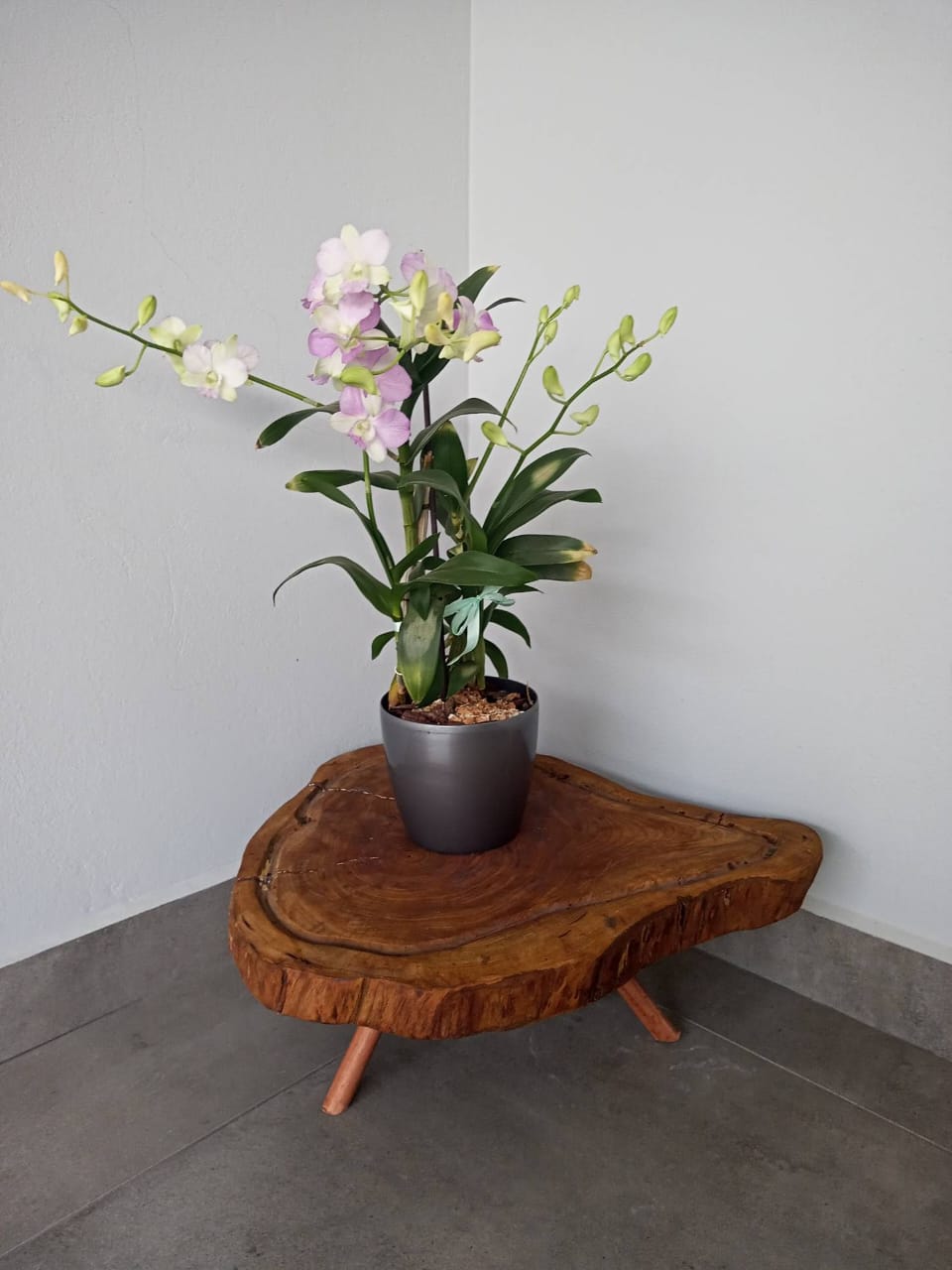 Live Edge Plant Stand | Solid Wood Planter Stand | Rustic Plant Display